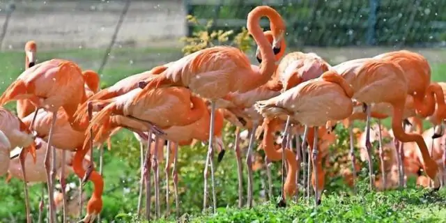 Какие шесть видов фламинго?