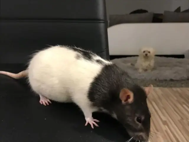 Какой совет это Drumchapel?