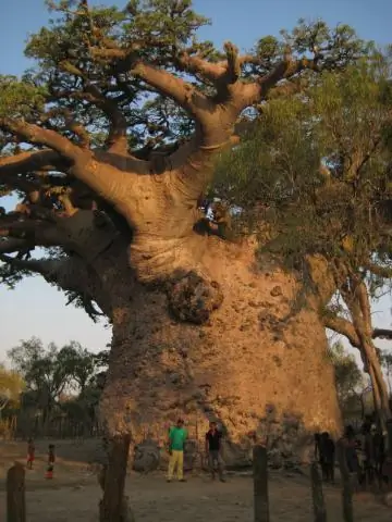 Что такое наследие племени нуэр?