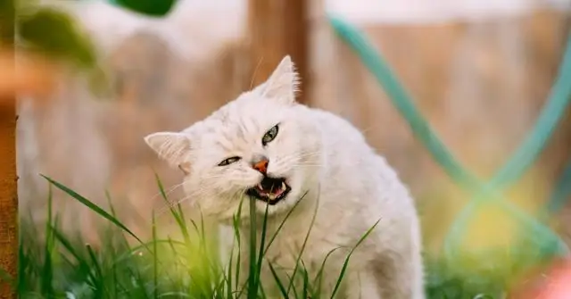 Что сделал Закон Манитобы?