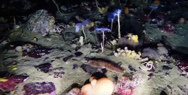 Аннавади существует?