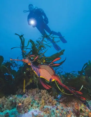 Защищен ли WOW Air Atol?