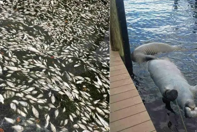 Чем вреден красный прилив?