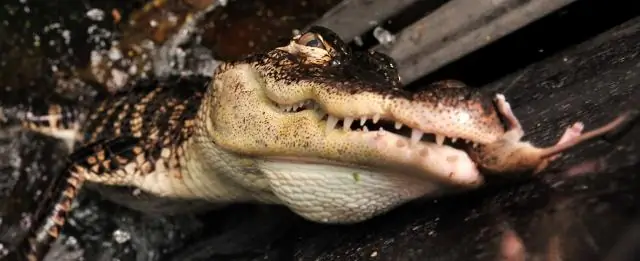 Какие зубы на ожерелье Мауи?