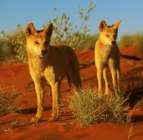 Является ли Австралия частью Юго-Восточной Азии?