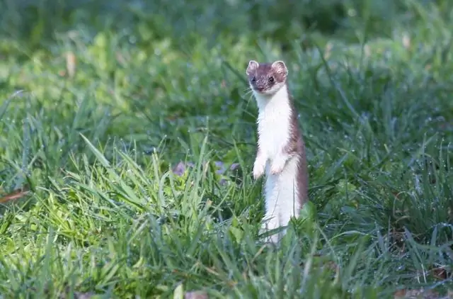 Насколько велика гигантская медуза?