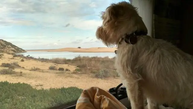 Разрешены ли собаки на пляже Макнирс?