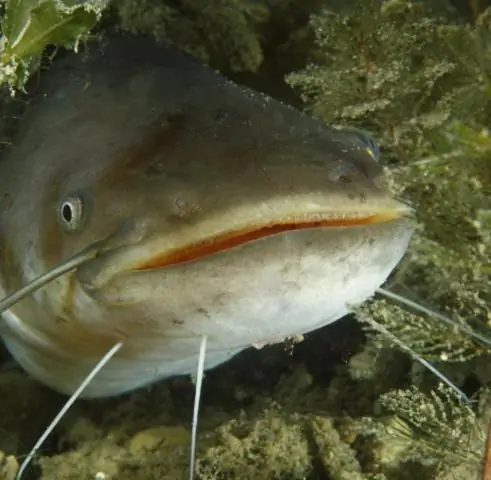 Какие пингвины живут в теплом климате?