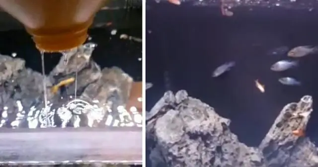 Убивает ли отбеливатель лямблии?