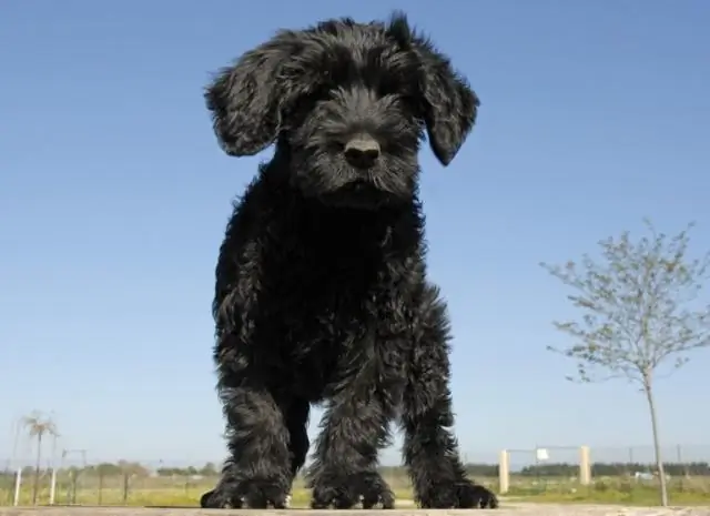 Какой расы португальцы?