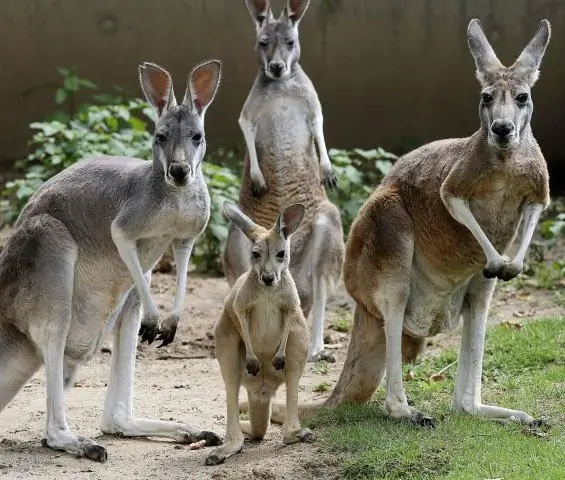 Как кенгуру получил свой хвост?