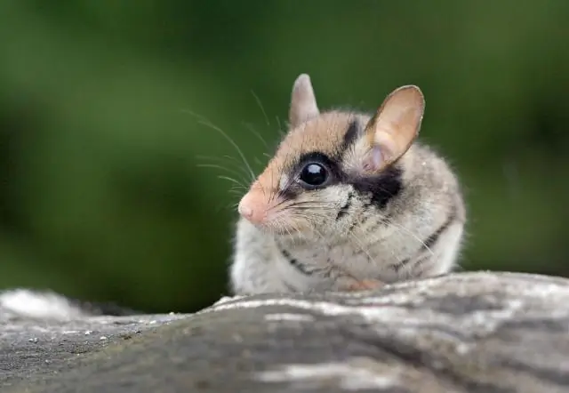 Что такое садовый спящий?