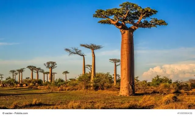 Где я могу увидеть баобабы?