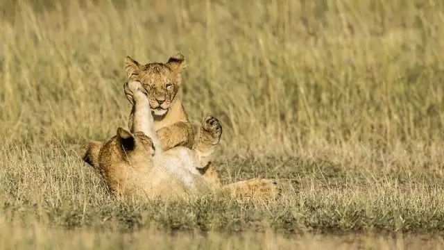 Как мы можем помочь львам, находящимся под угрозой исчезновения?