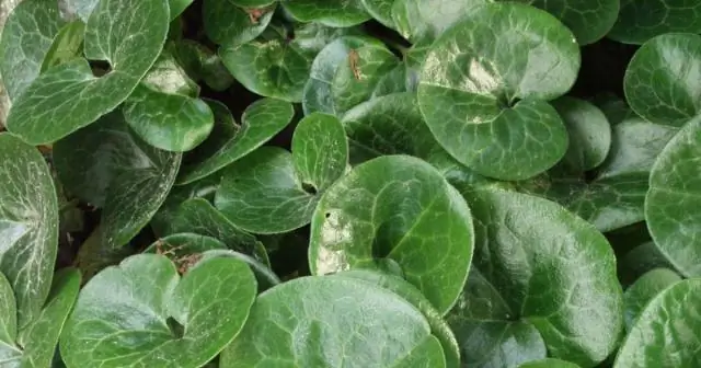 Что вы носите на Бермудских островах зимой?