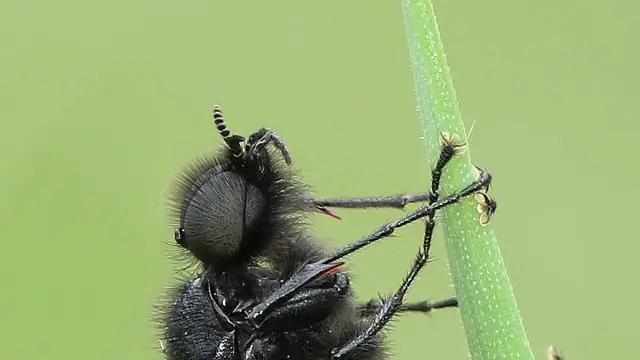 Почему его называют Золотым Берегом?