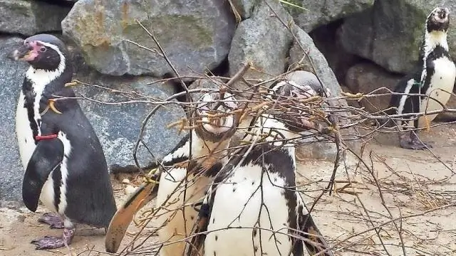 Где пингвины вьют гнезда?