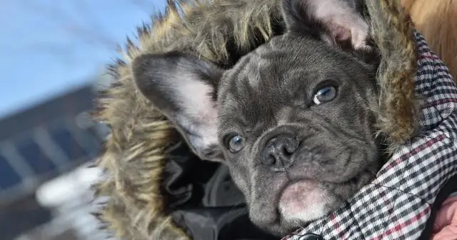 Какой расы Apache?