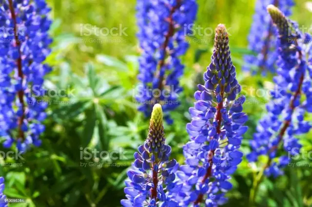 Люпин - полевые цветы?