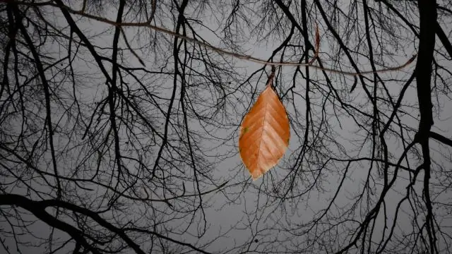 В ноябре в Германии холодно?