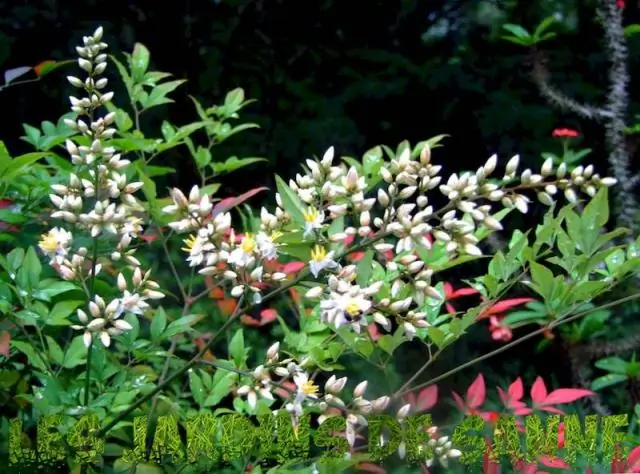 Восковый мирт - вечнозеленое растение?