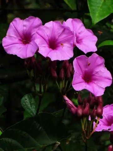 Какие цветы растут в Эквадоре?