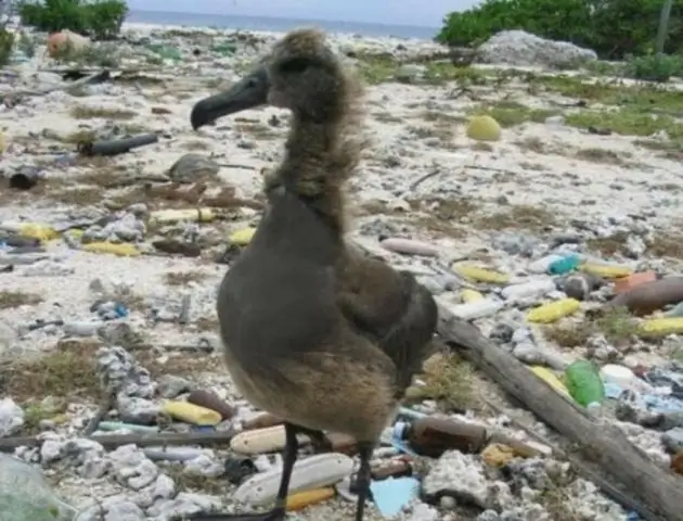 Есть ли настоящий мусорный остров?