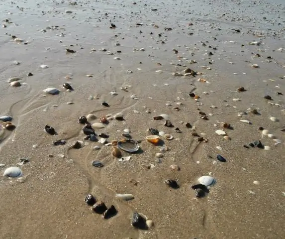 Плохо ли брать ракушки с пляжа?