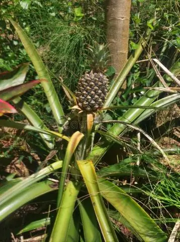 Растут ли ананасы на Гавайях?