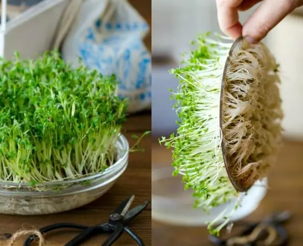 Где растет горох?