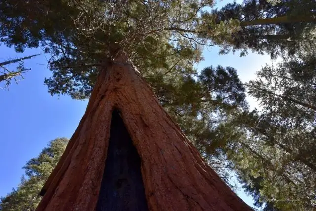 Где я могу проехать через красное дерево в Калифорнии?