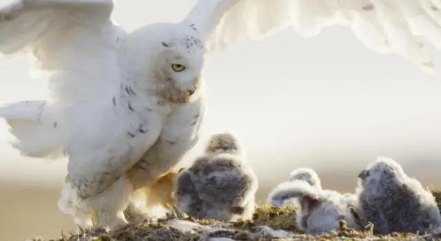 Где живут белоснежные совы?