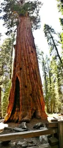 Что мне надеть в Национальный парк Секвойя?