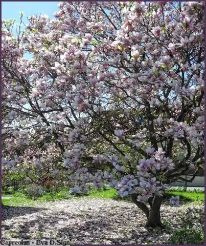 Продает ли Home Depot деревья магнолии?