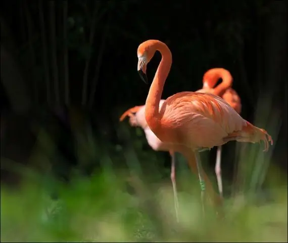 Фламинго моногамны?