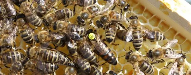 Что я могу взять с собой на рейс Delta?