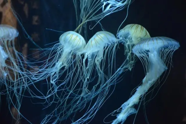 Как медузы маскируются?