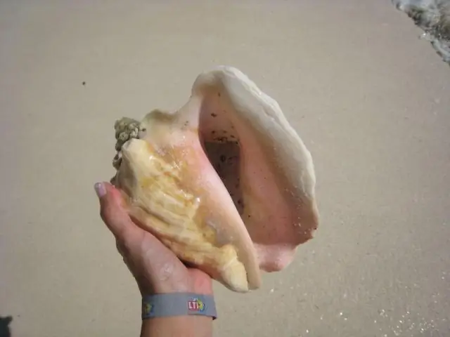 Разрешено брать ракушки с пляжа?