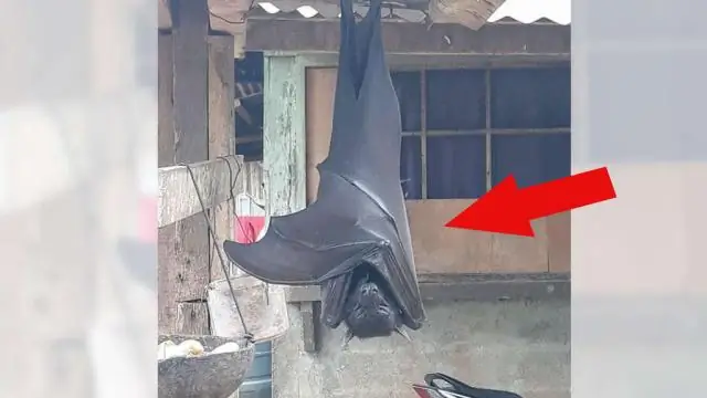 Насколько велика птица буревестник?