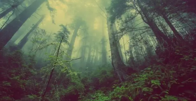 Почему Германия важна для европейского континента?