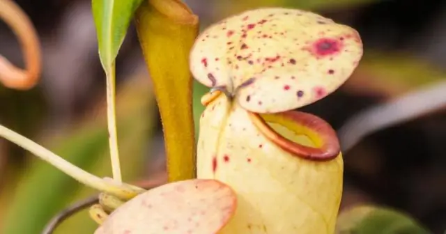 Как себя называют боливийцы?