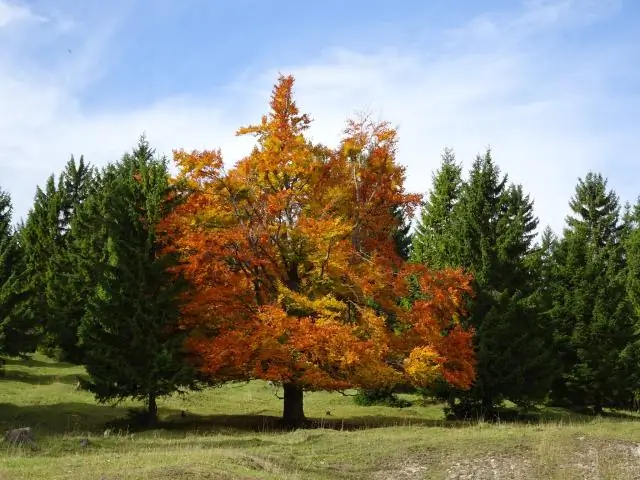 Где осенние цвета в Сакраменто?