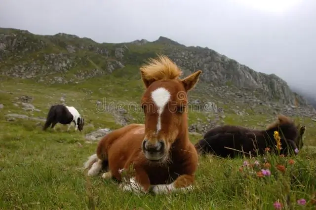 Какие животные живут в национальном парке Сноудония?