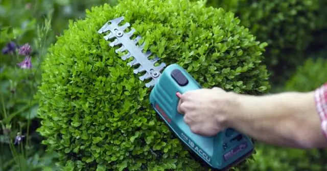 Когда следует сажать люпины?