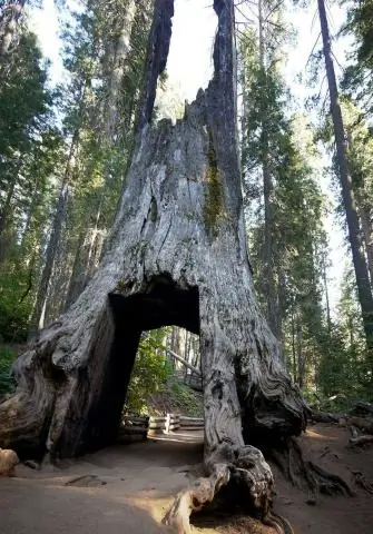 Сколько лет проезду по дереву?