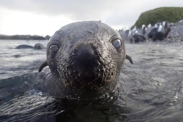 Опасны ли тюлени Уэдделла?