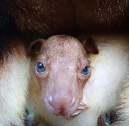 У каких животных есть мешочки для малышей?