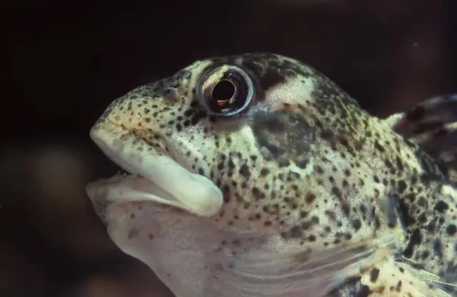 Как животные выживают во время отлива?