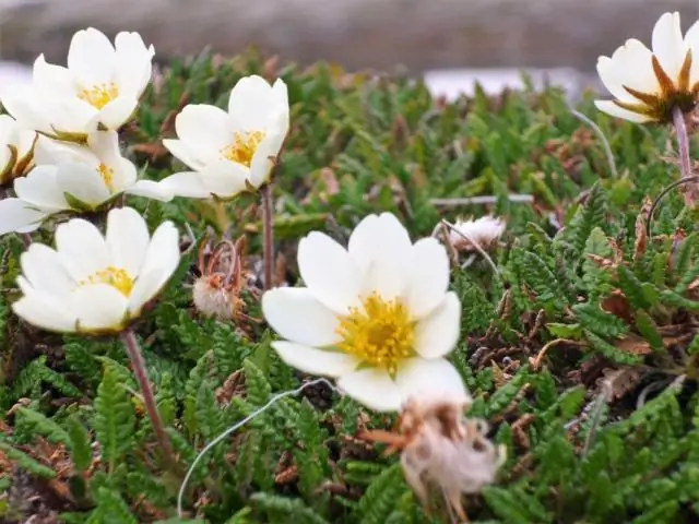 Как растения адаптируются к Арктике?