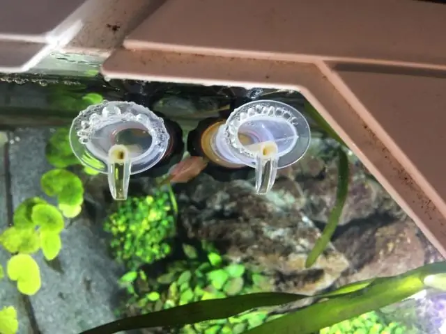 Как чистить ракушки, не теряя их цвета?